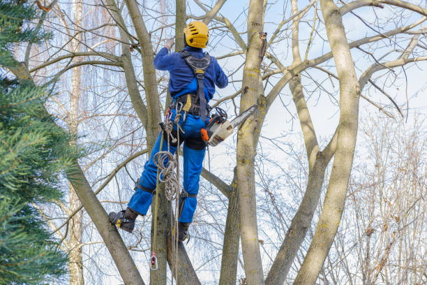 Best Lawn Maintenance Plans  in Three Lakes, FL
